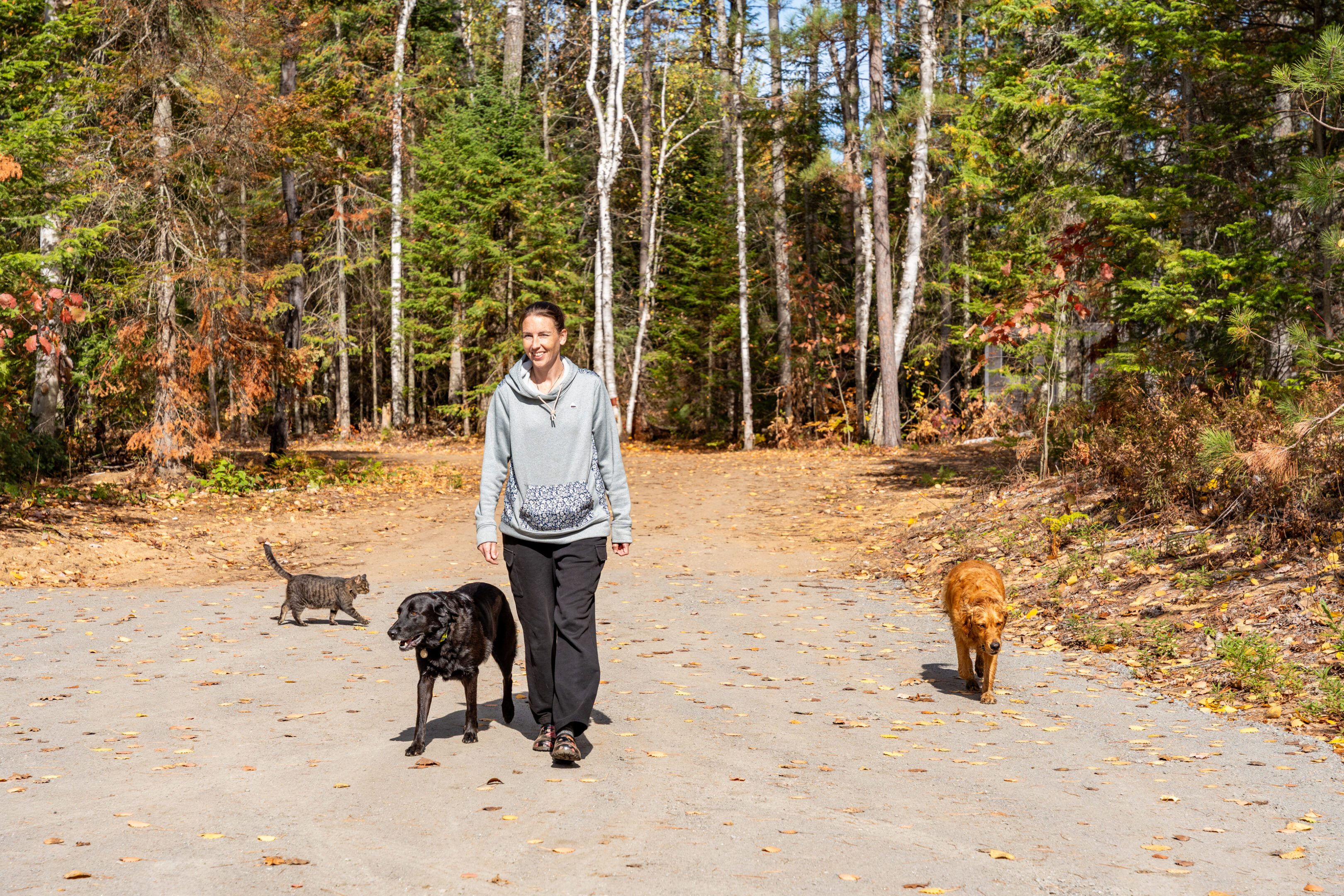 Person walking three dogs on a forest trail in autumn.
