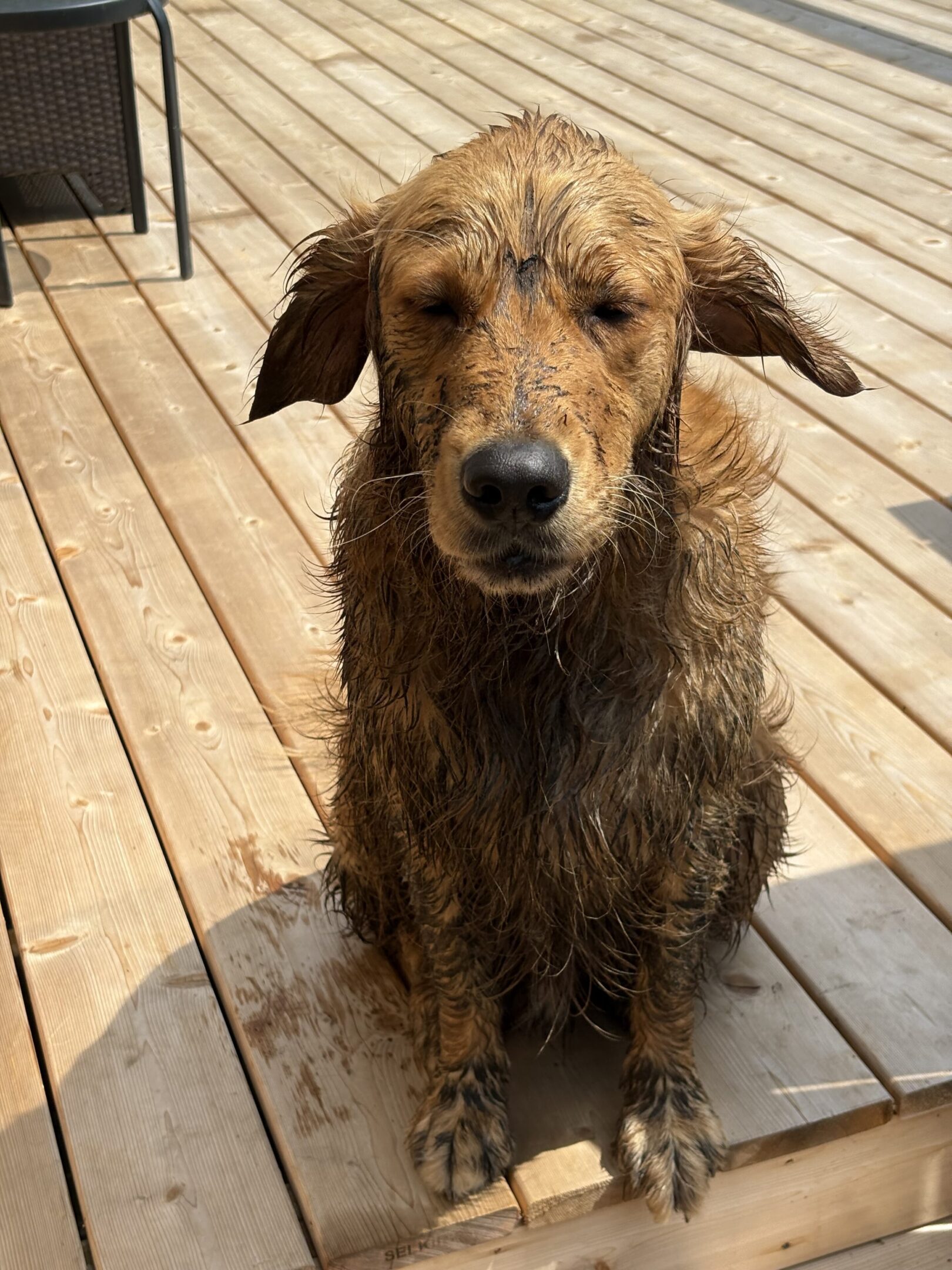 A small wet dog sitting on a wooden deck with ears flapping.